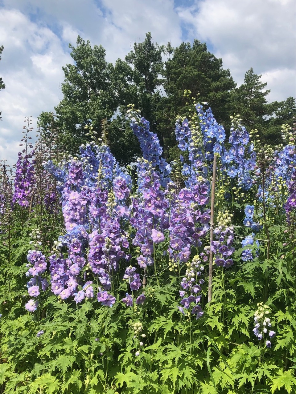 Delphinium amaze each July at Le Quatre Vents, considered one of the finest gardens in North America.